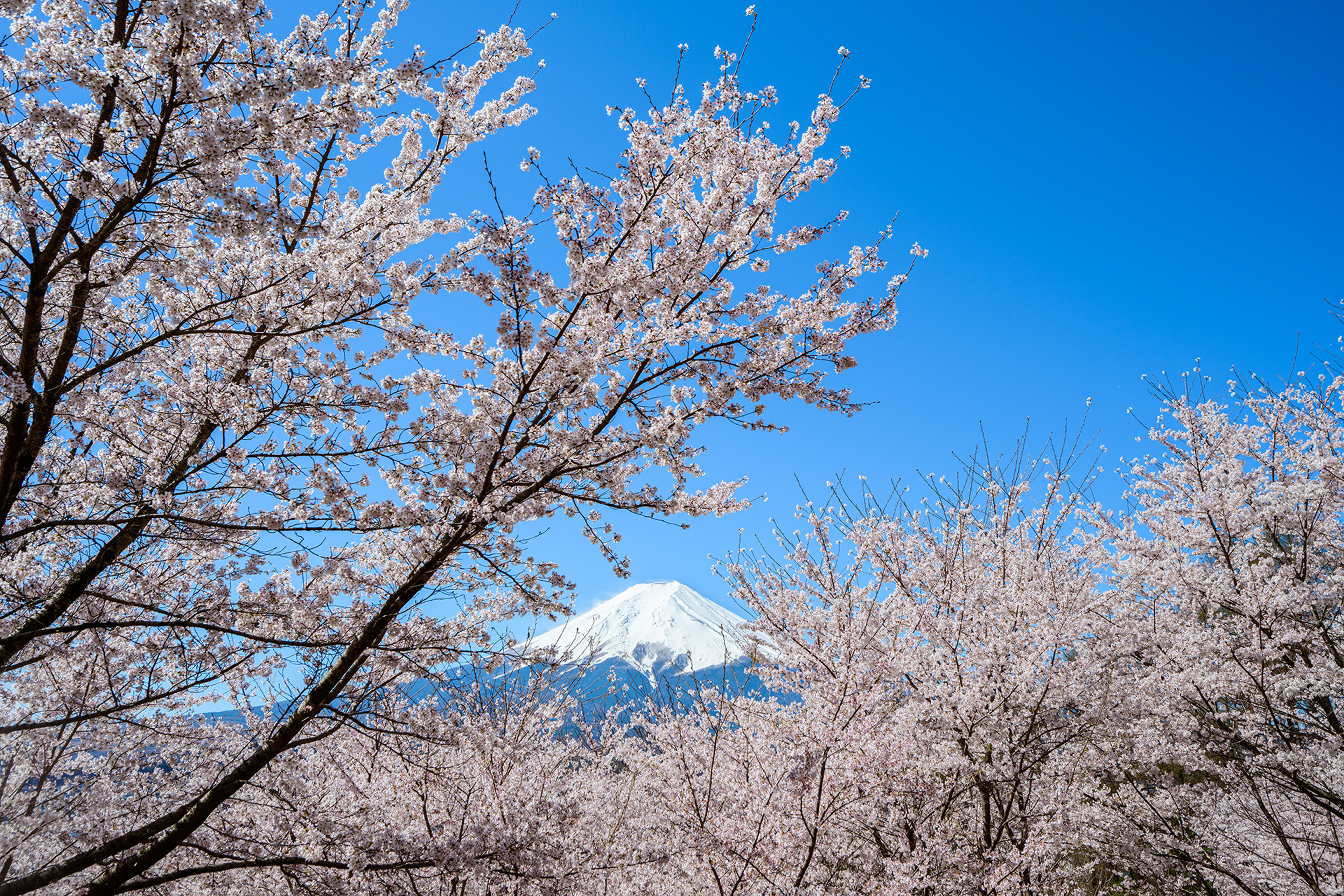 冠雪富士与漫天粉霞间，我在河口湖邂逅最美的「樱木花道」（上篇）